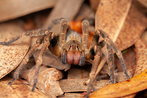 ブラジルの放浪クモ - 危険有毒なPhoneutria Ctenidae - ストックフォト・写真素材...
