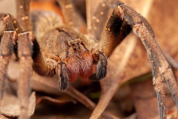 Brazilian wandering spider - danger poisonous Phoneutria Ctenidae stock photo