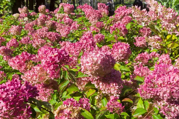 Blooming pink hydrangea in the botanical garden. Sunny day in September.