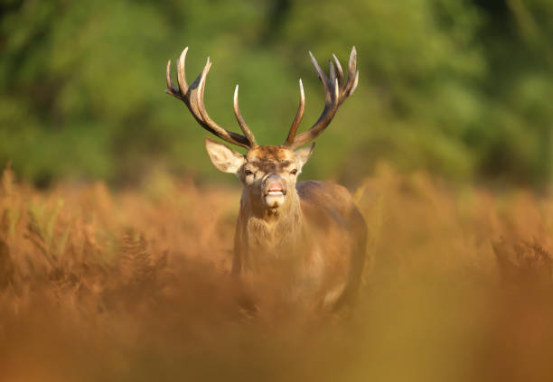 istock Red deer stag during rutting season in autumn 1276477871