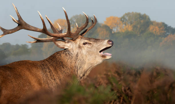 istock Red Deer calling during rutting season in autumn 1276477904