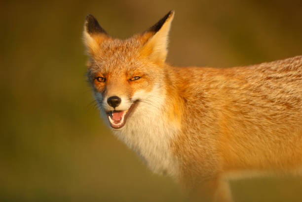 istock Portrait of a smiling red fox 1276477907