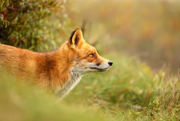 istock Close up of a red fox in a meadow 1276477980