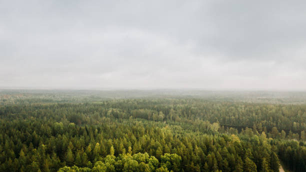 View of forest, sky and water landscape in Sweden drone image\nPhoto taken outdoors of fir tree forest