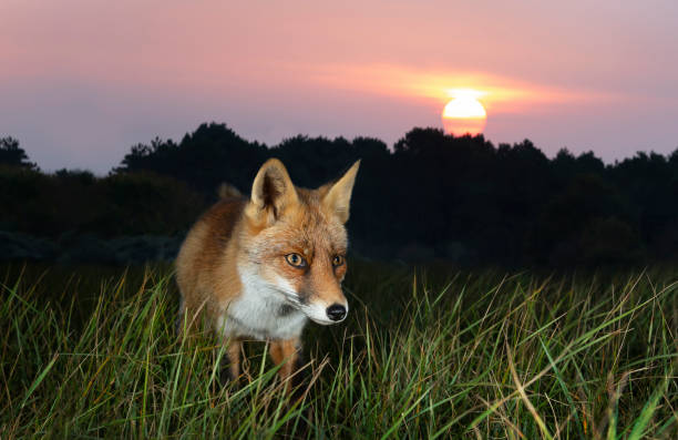 istock Close up of a Red fox at sunset 1276478257
