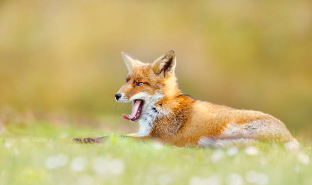 istock Portrait of a yawning red fox 1276478499