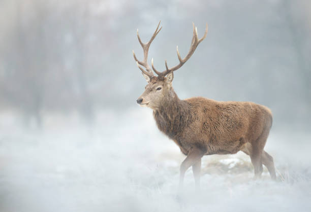 istock Close up of a Red deer stag in winter 1276478541