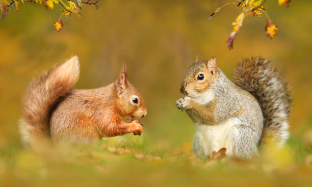 istock Close up of grey and red squirrels in autumn 1276478551