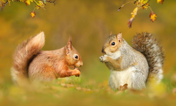 Close up of grey and red squirrels in autumn stock photo