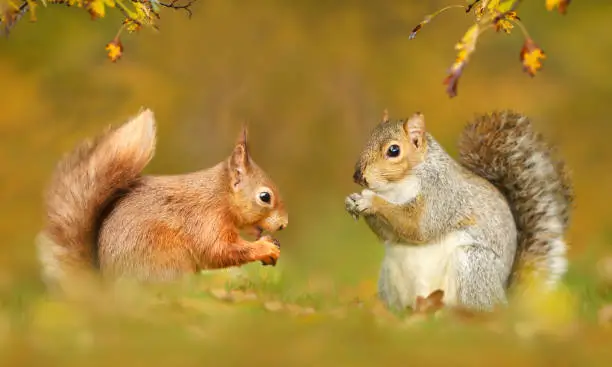 Photo of Close up of grey and red squirrels in autumn