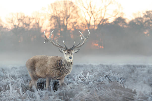 istock Red deer stag in winter in the morning light 1276478645