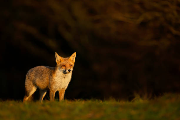 istock Red fox standing against dark background in the golden morning light 1276478647