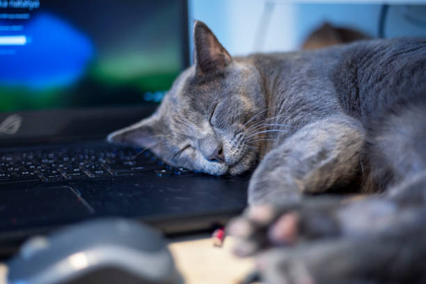 gray burmese cat sleeping sweetly on a laptop in the office, horizontal format - animal cute exhaustion technology imagens e fotografias de stock