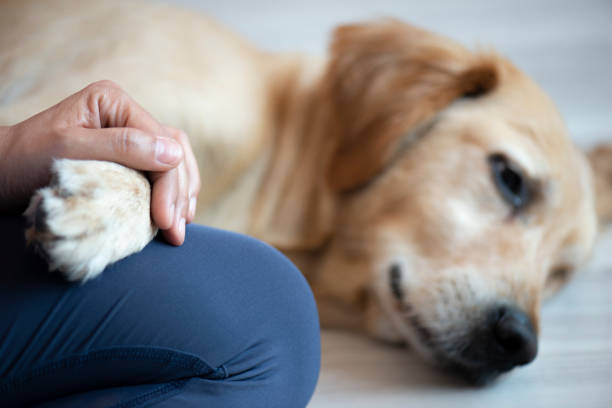 istock Woman and Dog 1276478784