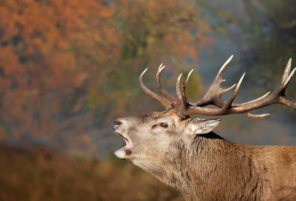 istock Red Deer calling during rutting season in autumn 1276478806