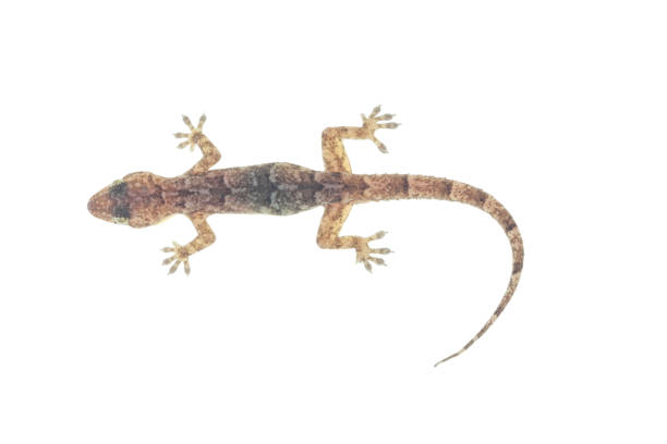 istock House gecko on white background 1276480112