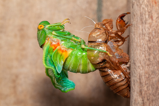 Cicada molting exuvia emerging shell