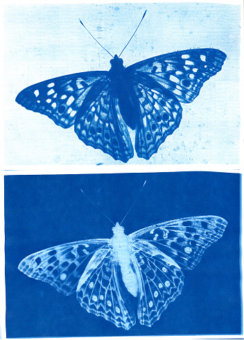 Positive and negative cyanotype prints of hackberry butterfly, Asterocampa celtis.
