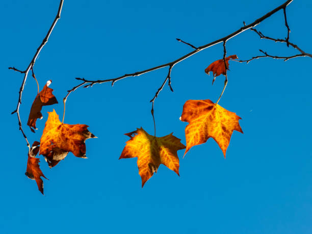 istock Autumn Maple Leaves in backlight with blue sky 1276481242