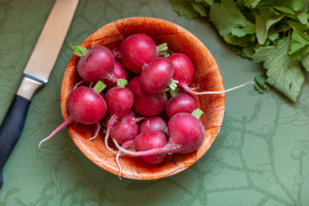 редис - radish bunch red vegetable стоковые фото и изображения