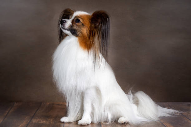 istock Studio shot of an adorable papillon on dark background 1276482819