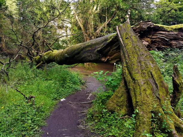 paisajes de escocia - parque callendar - tree broken branch dividing fotografías e imágenes de stock
