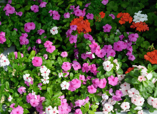istock Colorful background of summer impatiens 1276482999