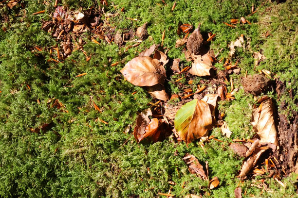 istock Detailed close up view on a forest ground texture with moss and branches 1276485451
