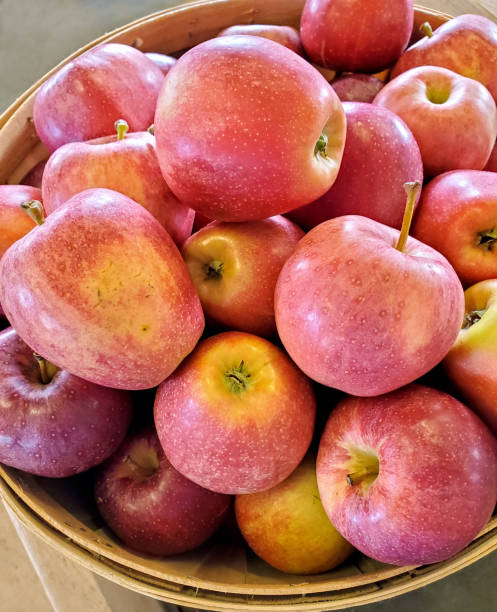 애플 과수원 농장 스탠드에서 잘 익은 사과 - macintosh apples 이미지 뉴스 사진 이미지
