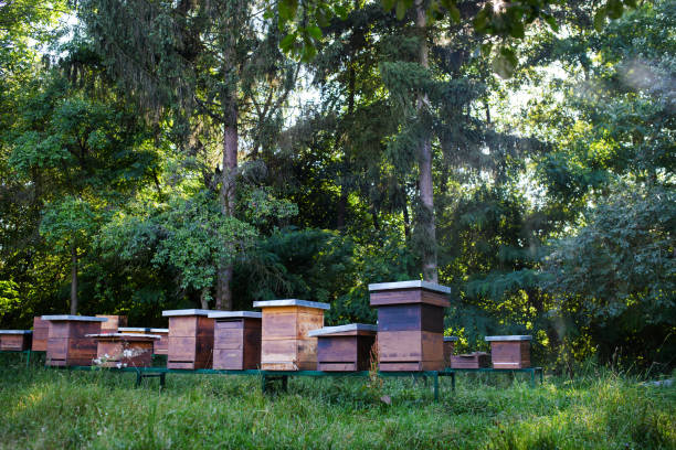 istock Wooden beehives under trees in the apiary. 1276485497