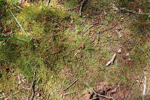 Detailed close up view on a forest ground texture with moss and branches found in a european forest