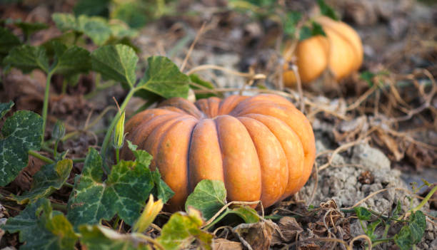istock Pumpkins, Provence, France 1276487772