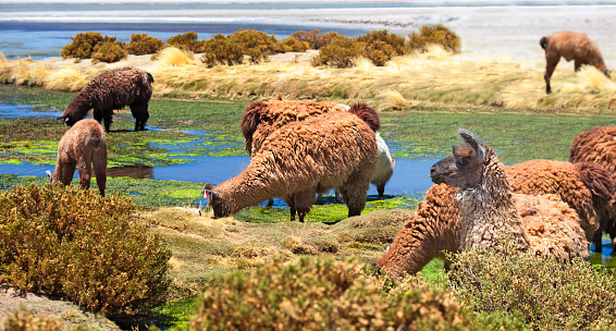 Llamas and alpacas grazing at Salar de Tara (Tara Salt Flat), Los Flamencos National Reserve, Atacama desert, Chile