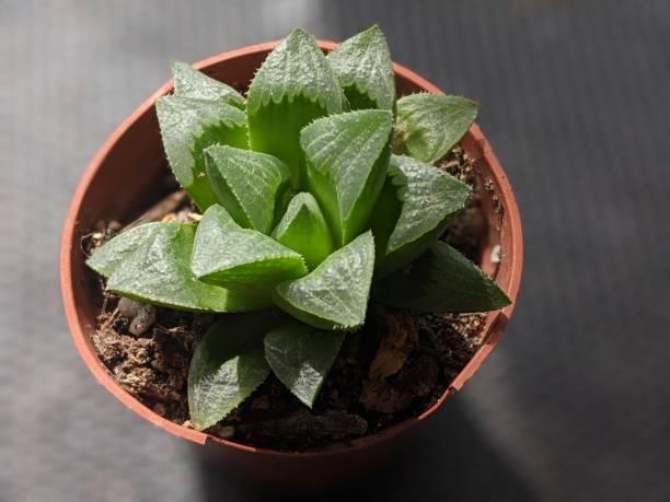 istock House Plant - Succulent 1276487837