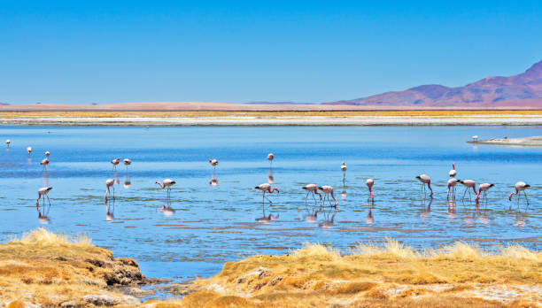 fenicotteri, deserto di atacama, cile - salt flat foto e immagini stock