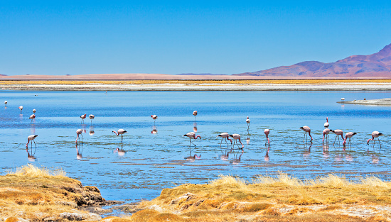 Flamingos feeding at Salar de Tara (Tara Salt Flat) in Los Flamencos National Reserve, Atacama desert, Chile.