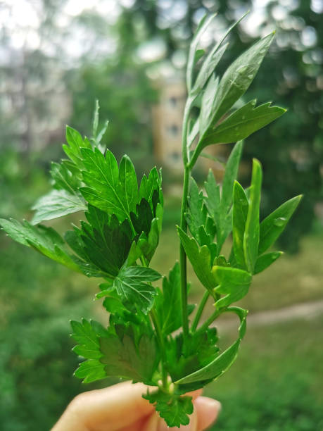 istock Parsley on a background of green trees. 1276487932