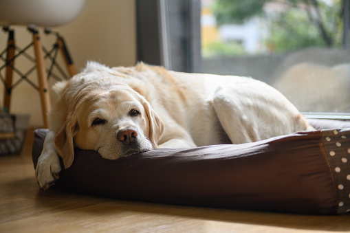 An elderly labrador is dozing in his bed. Home shooting.