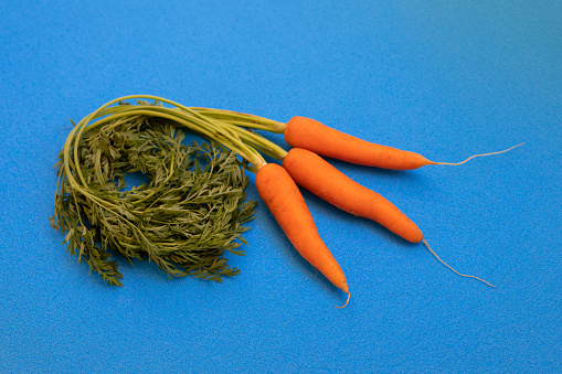 Three carrots on a blue background.