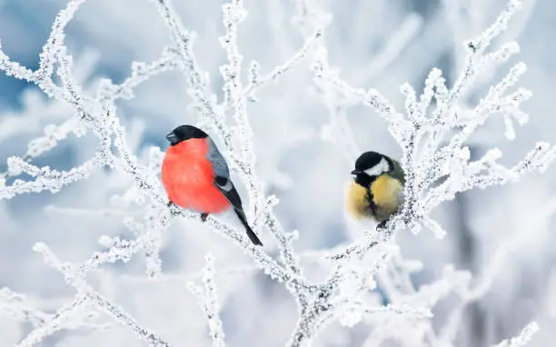 two birds tit and bullfinch sit on branches covered with white snow in a winter Park