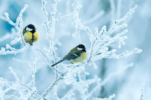 istock two titmice birds perch on branches covered in white snow in the winter 1276488737