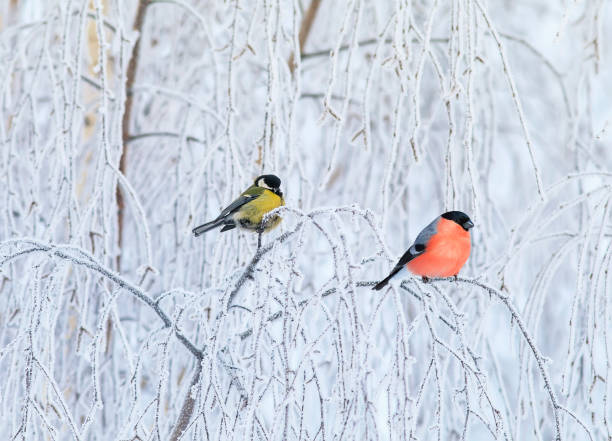 istock two birds bullfinch and titmice sit perched on branches covered with white snow in the winter 1276488741