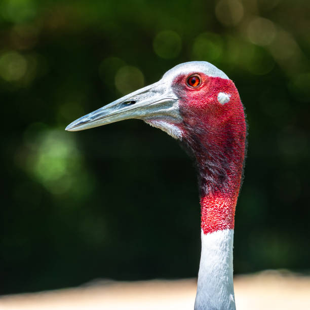 The Sarus crane, Grus antigone is a large non-migratory crane found in parts of the Indian Subcontinent, Southeast Asia and Australia.