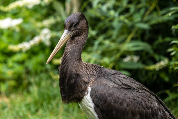 The Black stork, Ciconia nigra is a large bird in the stork family Ciconiidae.