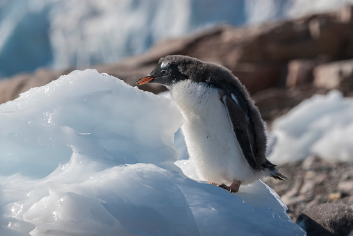 Penguin Adélie.Antarctic Peninsula