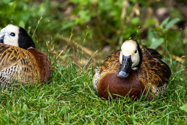 istock White-faced whistling duck, Dendrocygna viduata. Birds watching 1276489972