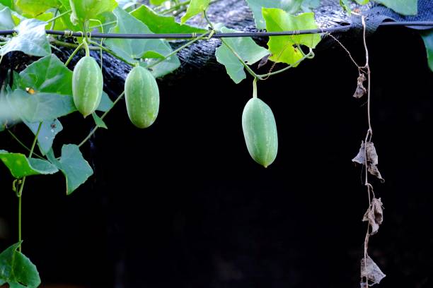 A group of raw Lvy gourd  fruit(Coccinia) hanging from a ivy plant branch with green leaves and dark background