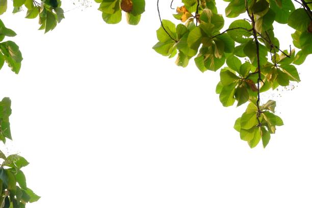 istock Golden teak tree leaves with branches on white isolated background for green foliage backdrop and copy space 1276490034