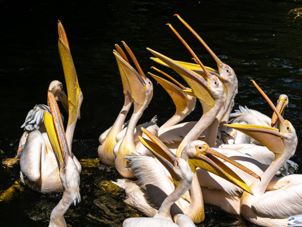 istock Great White Pelican, Pelecanus onocrotalus in a park 1276490163