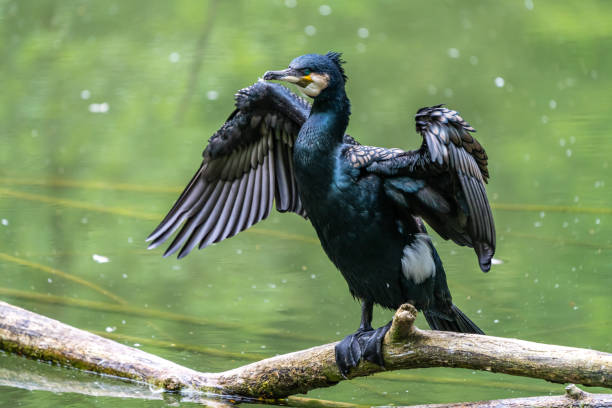istock The great cormorant, Phalacrocorax carbo sitting on a branch 1276490232